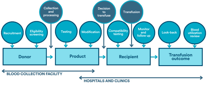 Transfusion Medicine Graphic